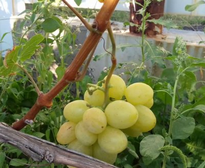 Сорт винограду Дар'я (Дашуня, Дашенька, Даша)