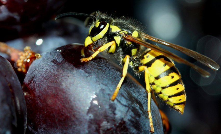 Способи відлякування ос