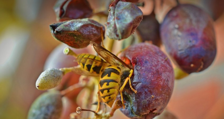 Боротьба з осами
