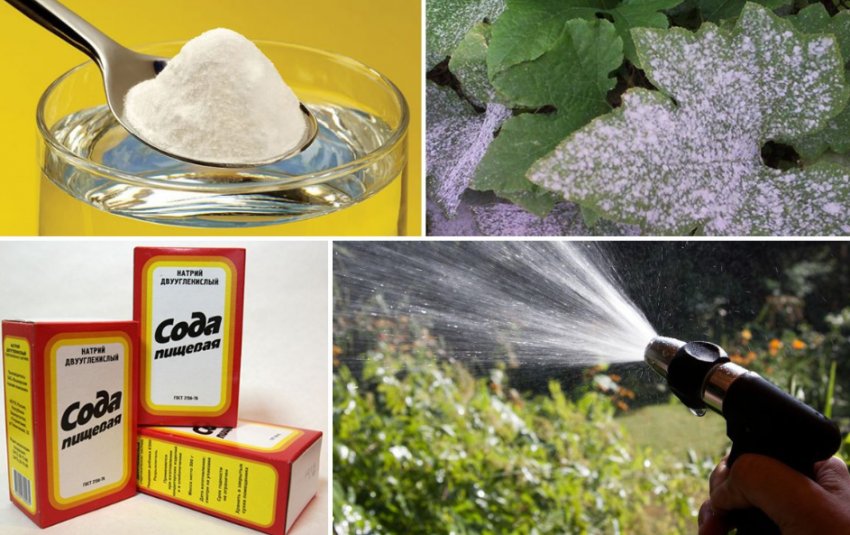 Обробка винограду харчовою содою