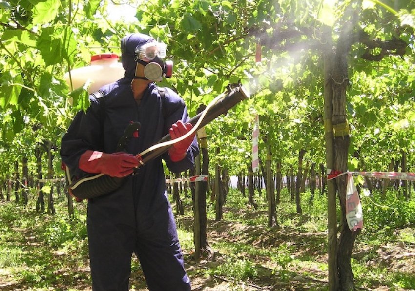 Обробка винограду рідким димом