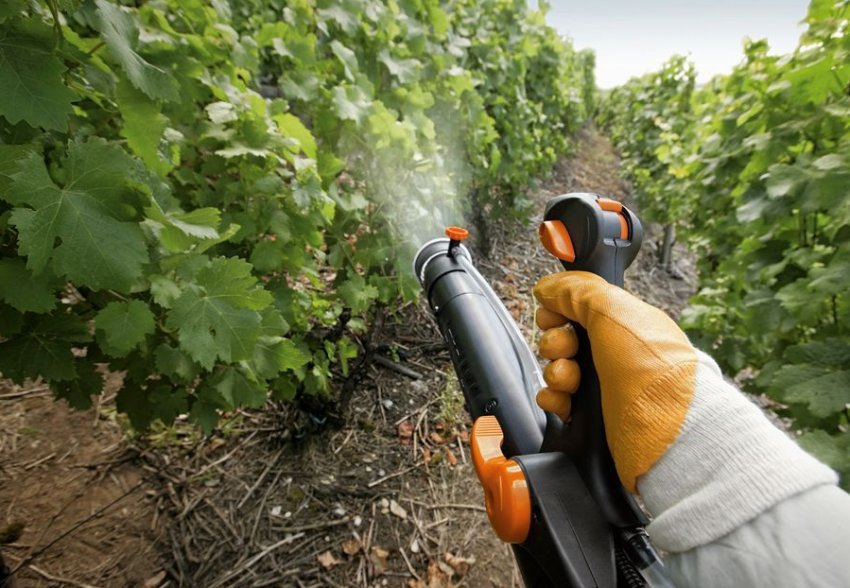 Обприскування винограду