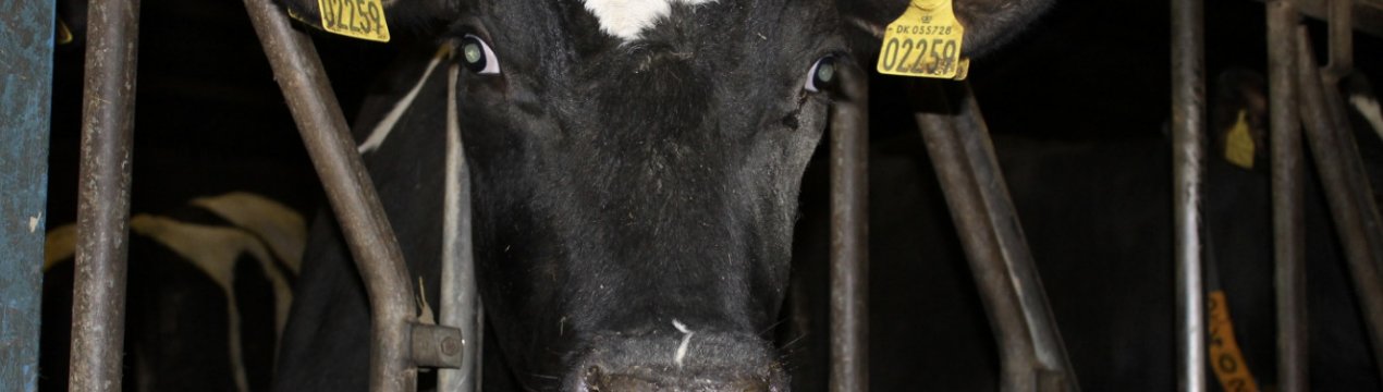 Коли і як запускати корову перед отеленням