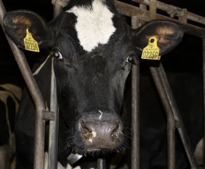 Коли і як запускати корову перед отеленням