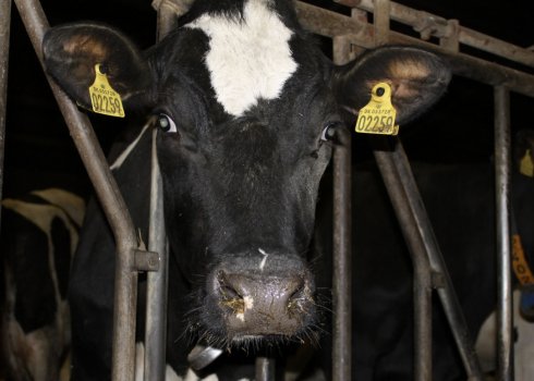 Коли і як запускати корову перед отеленням