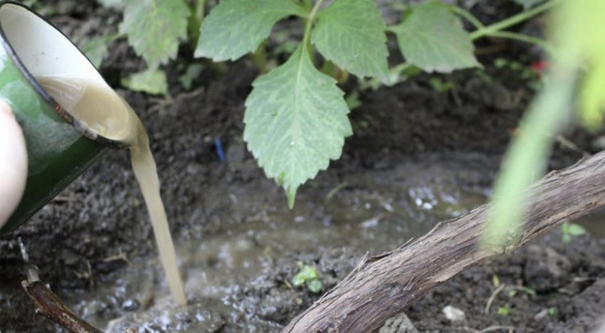 Підживлення