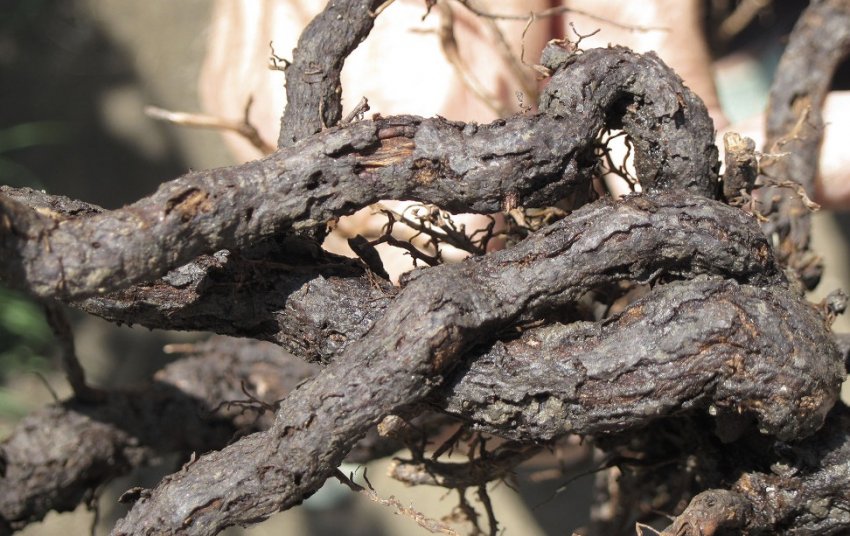 Коренева філоксера