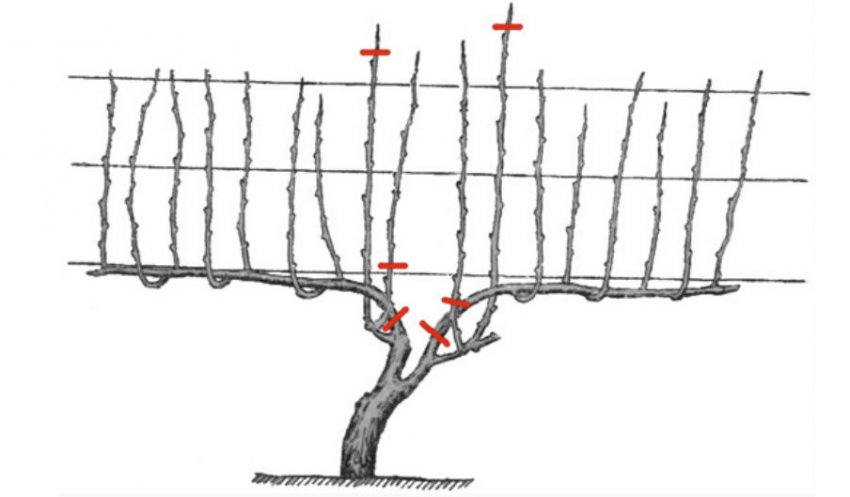 Обрізка гілок