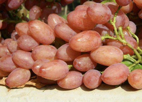 Сорт винограду Кишмиш Променистий»