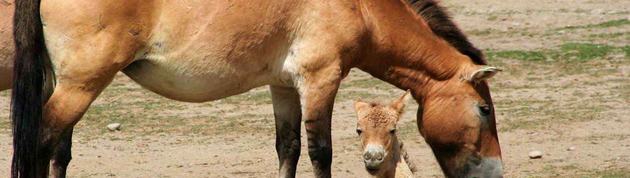Коні Пржевальського обжилися в Чорнобилі