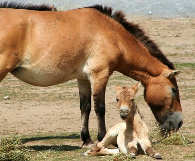 Коні Пржевальського обжилися в Чорнобилі