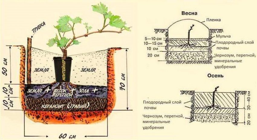 Схема посадки винограда весной и осенью
