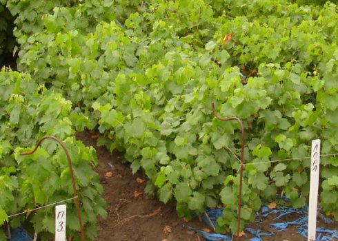Когда лучше высаживать виноград?