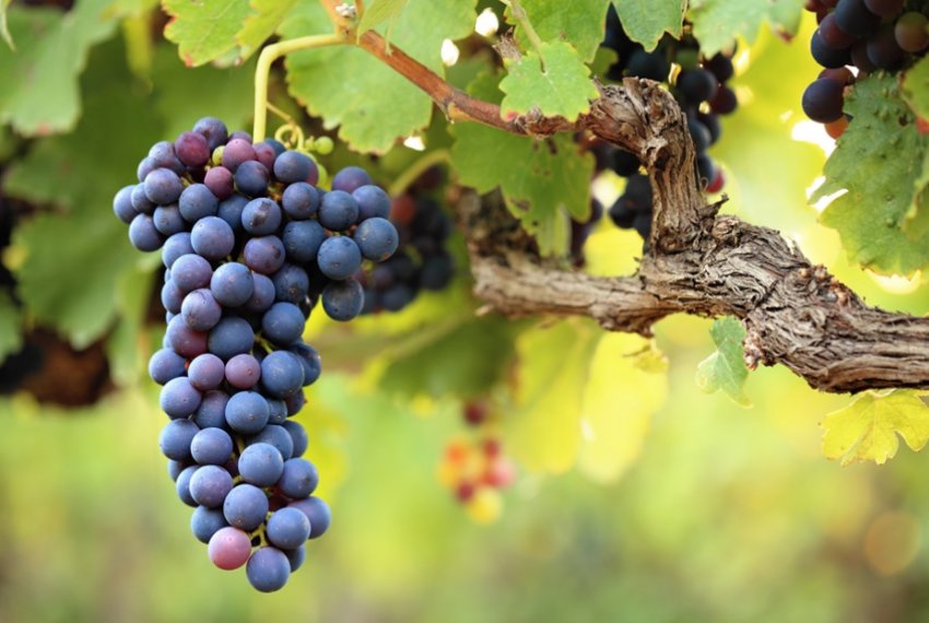 Виноград