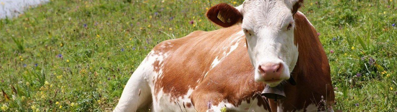 Що таке лейкоз у корів і чи небезпечний він для людини