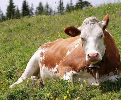 Що таке лейкоз у корів і чи небезпечний він для людини