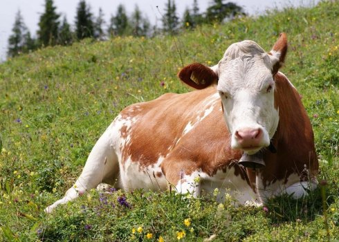 Що таке лейкоз у корів і чи небезпечний він для людини