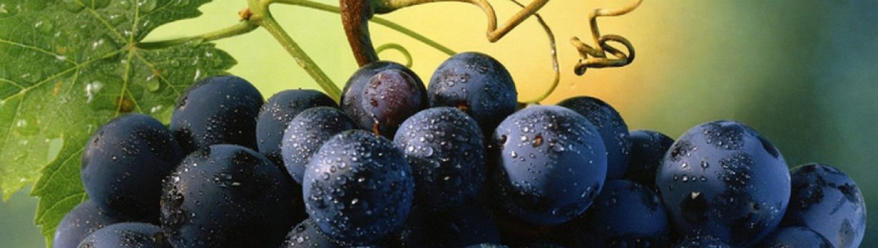 Як правильно і коли краще прищеплювати виноград