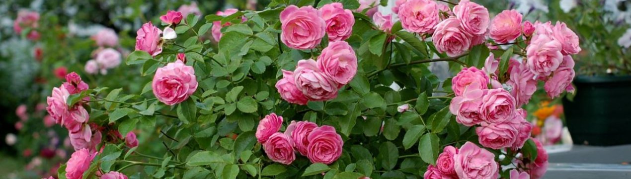 Как ухаживать за штамбовой розой на даче. Смотреть фото Как ухаживать за штамбовой розой на даче. Смотреть картинку Как ухаживать за штамбовой розой на даче. Картинка про Как ухаживать за штамбовой розой на даче. Фото Как ухаживать за штамбовой розой на даче