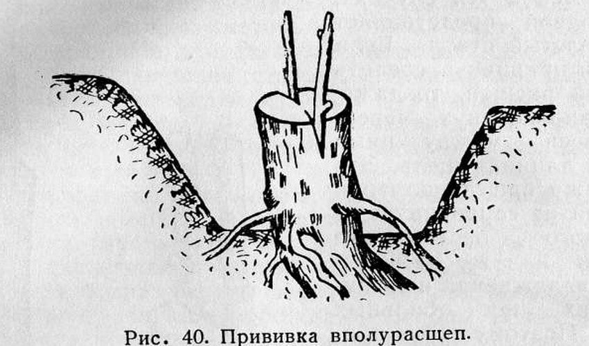 Прививка винограда весной. Прививка винограда в расщеп. Прививка винограда весной в штамб. Метод прививки винограда. Весенняя прививка винограда окулировка.