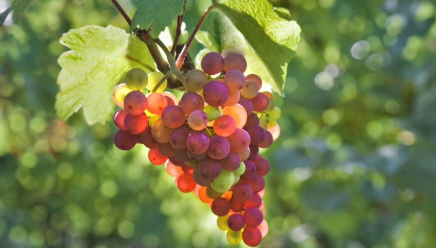 Виноград