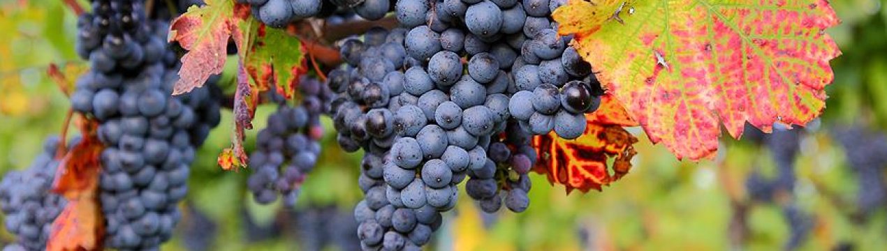 Як захистити виноград від ос?