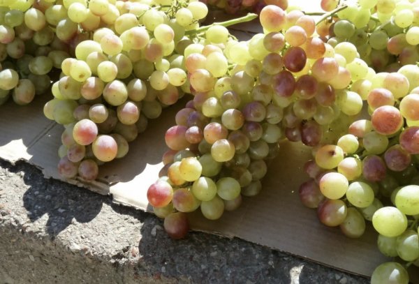 Виноград лидия описание сорта