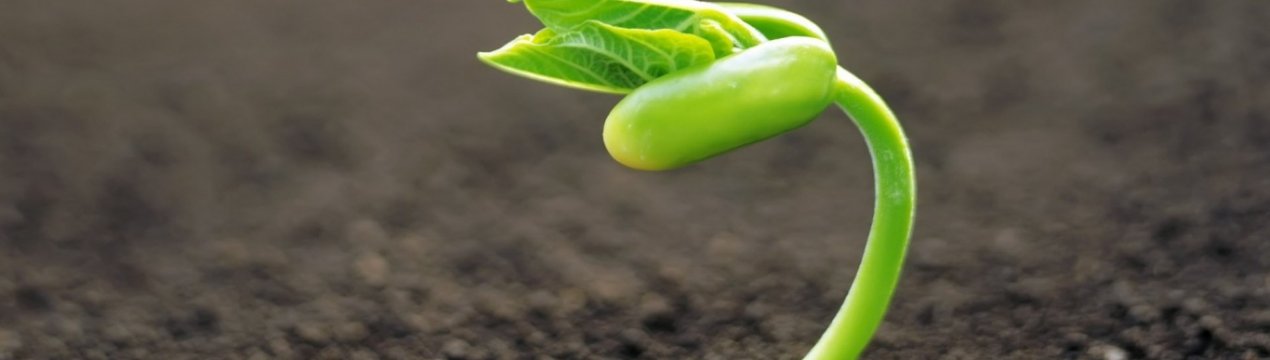 Український чорнозем виснажили аграрії