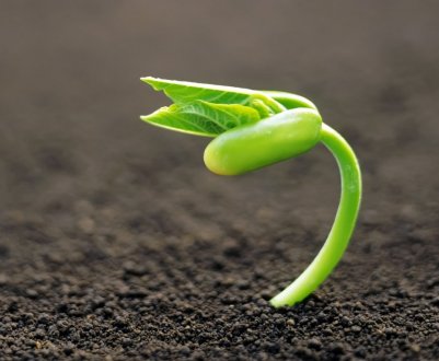 Український чорнозем виснажили аграрії