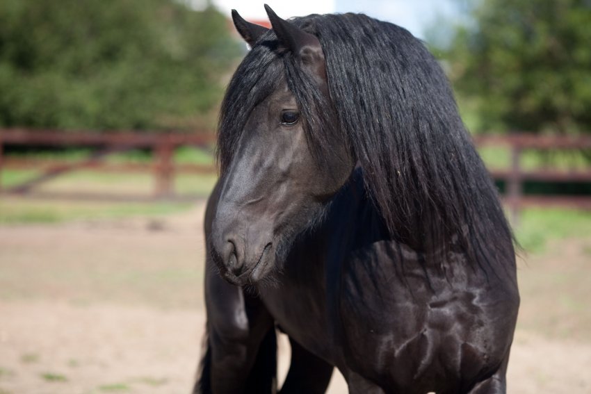 Фризька порода коня Фризька порода коня