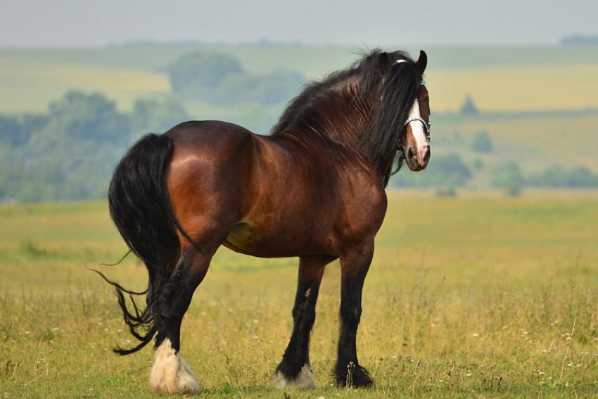 Володимирський ваговоз Володимирський ваговоз