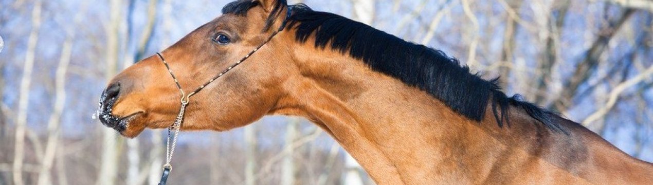 Коні будьонівської породи: опис, особливості розведення в домашніх умовах