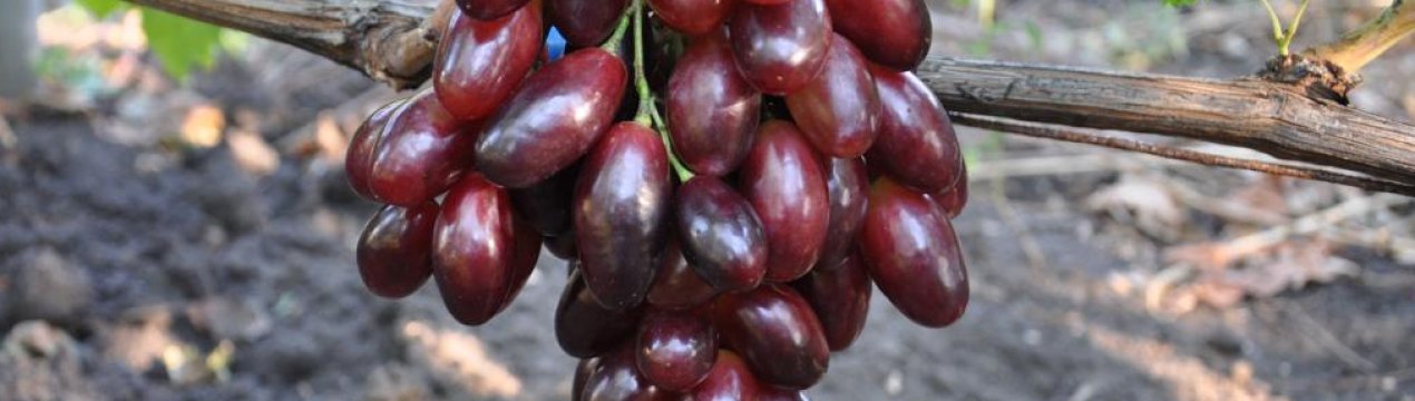 Сорт винограду «Ася»: фото і опис, секрети вирощування