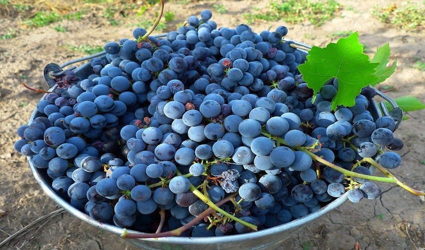 Компот з винограду Ізабелла