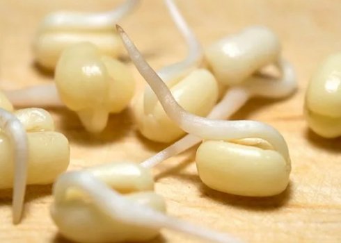 Як пророщувати квасоля в домашніх умовах