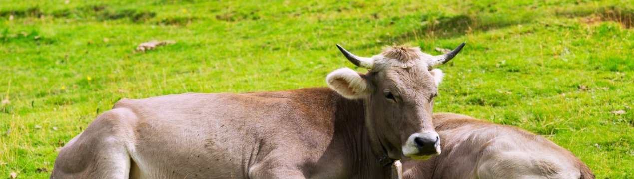 Дорога молочна ферма