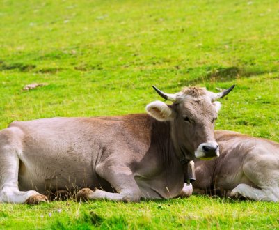 Дорога молочна ферма