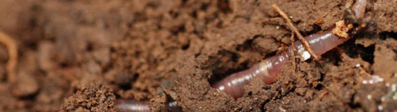 На Херсонщині з'являться ферми дощових черв'яків