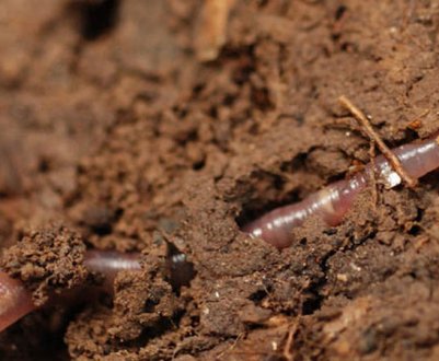 На Херсонщині з'являться ферми дощових черв'яків