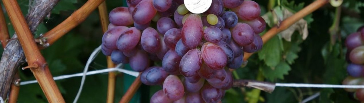 Сорт винограда «Марадона» (Шоколадный)