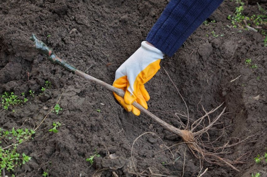 Посадка саджанців винограду Посадка саджанців винограду