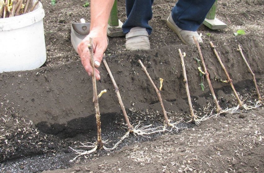 Посадка саджанців винограду Посадка саджанців винограду