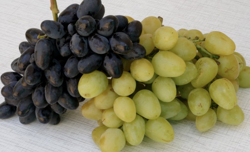 Виноград Кодрянка