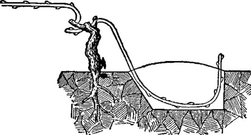 Розмноження відводками