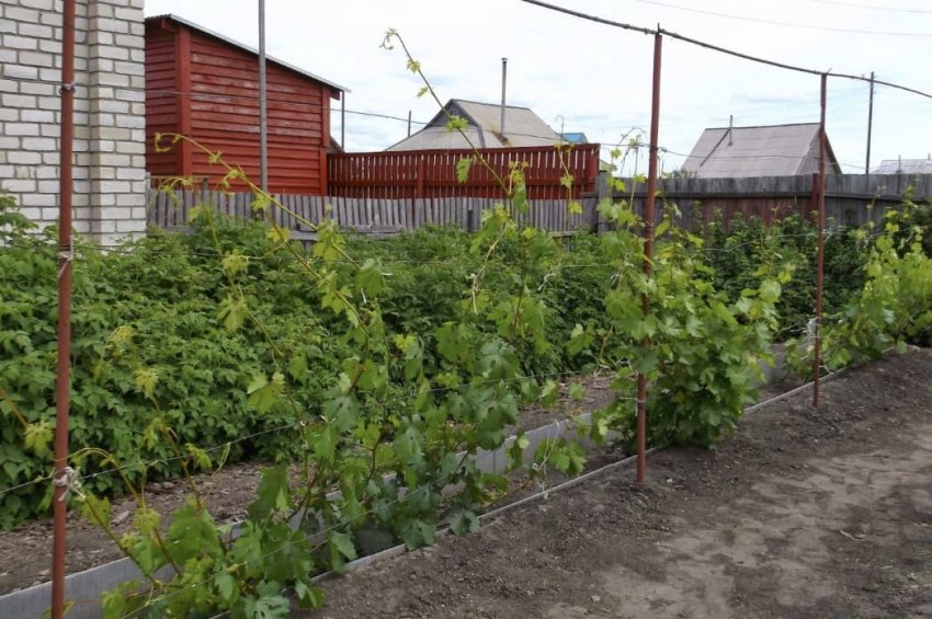 Ділянка під виноград