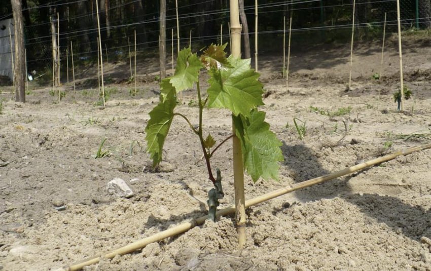 Посадка саджанця