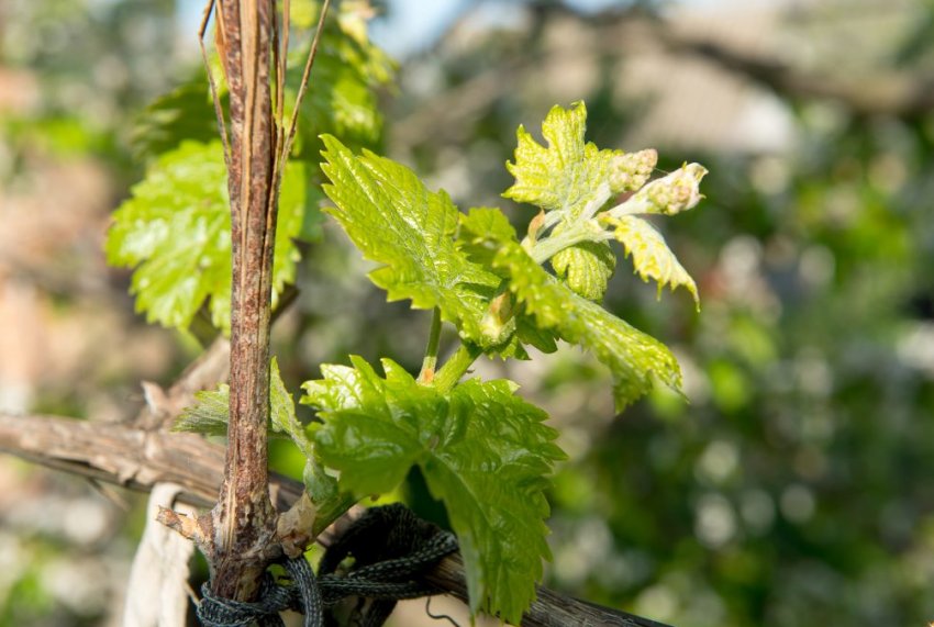 Підв'язування пагонів Підв'язування пагонів