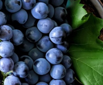 Як доглядати за виноградом в середній смузі