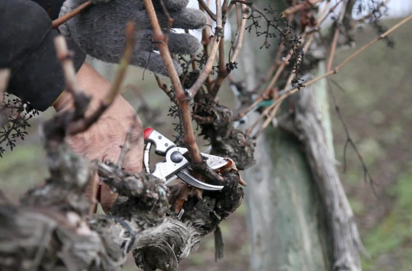 Обрізка винограду Обрізка винограду