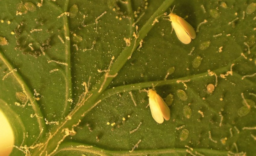 Білокрилка на огірках Білокрилка на огірках